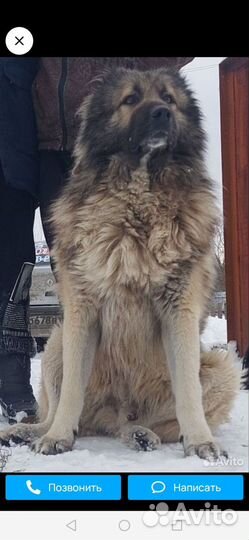 Щенки кавказской овчарки