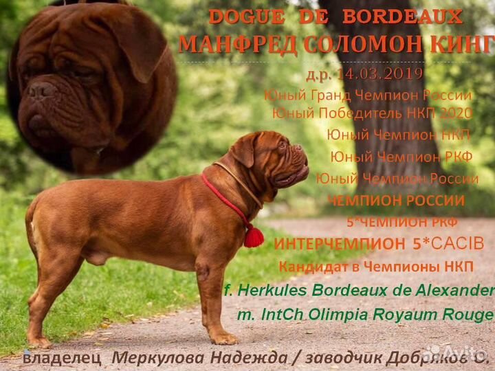 Бордоский дог Интерчемпион на вязку