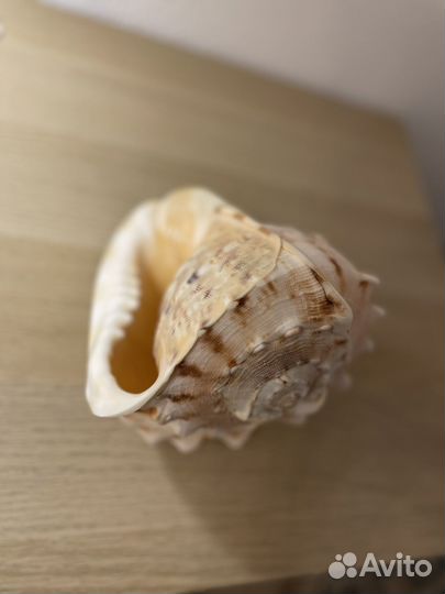 Ракушка большая морская