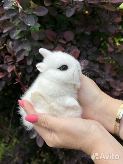 Мини кролики декоративные