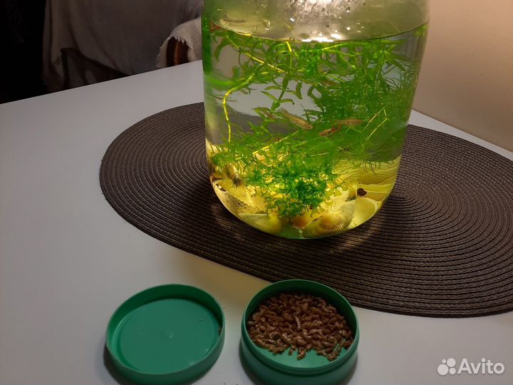 Аквариум 22 л с рыбками