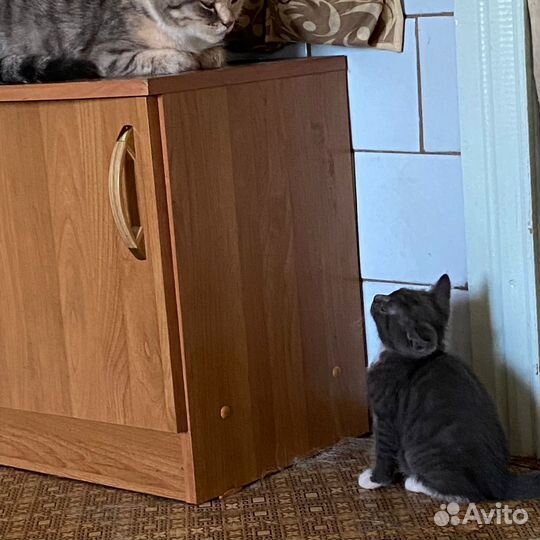 Кошки в добрые руки