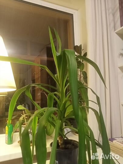 Пальма юкка