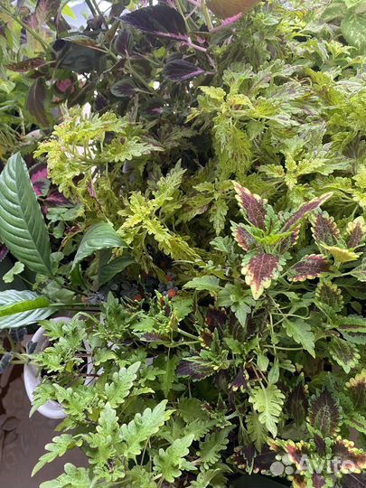 Рассада Колеус