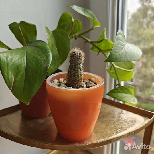 Кактус h6cm d2cm