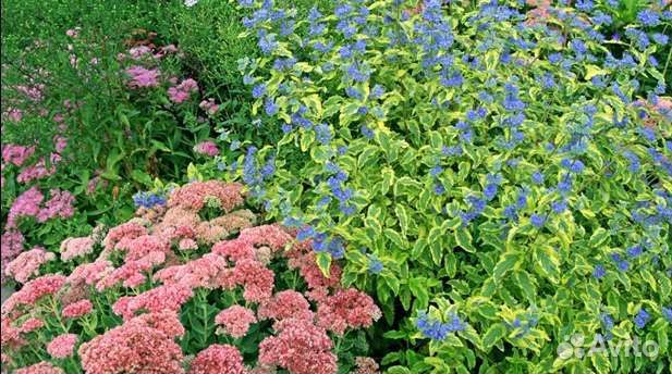 Кариоптерис