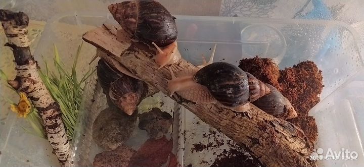 Улитки ахатины