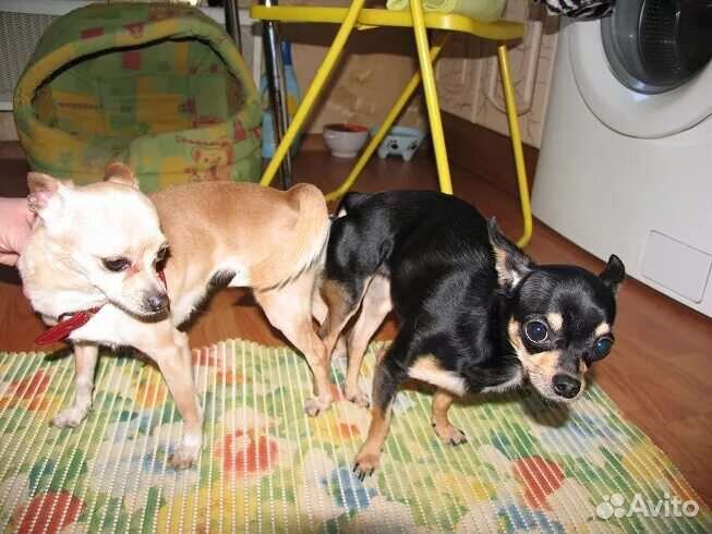 Инструктор по вязке собак