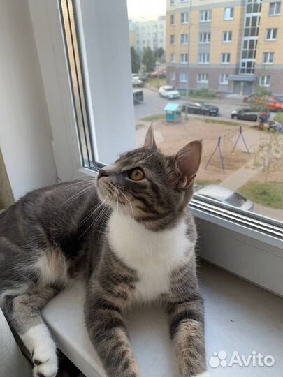 Котёнок в добрые руки