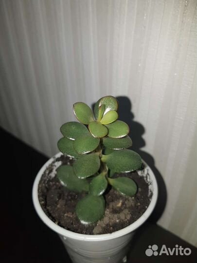 Сциндапсус расписной, суккуленты, толстянка