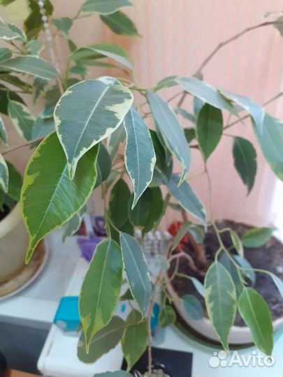 Бенджамина