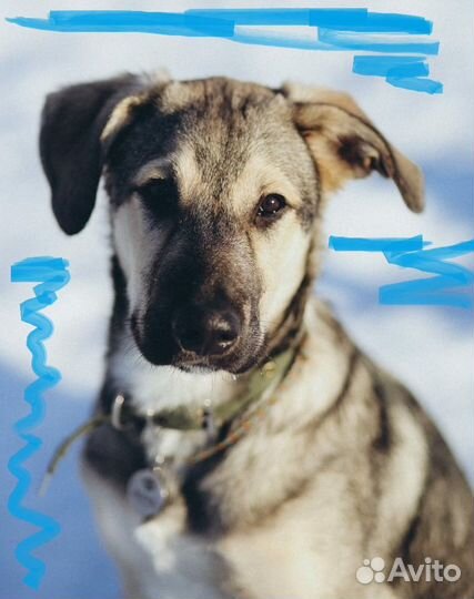 Симпатичный щенок в дар