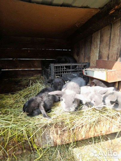 Кролики мясо и племя