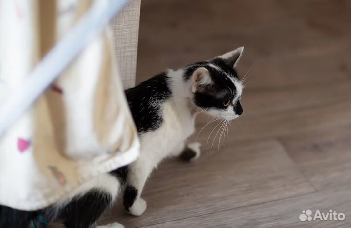 Монике нужен дом