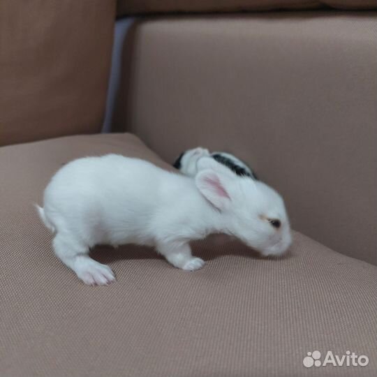 Крольчата львиноголовые