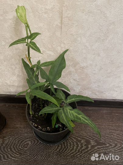 Толстянка, Сингониум