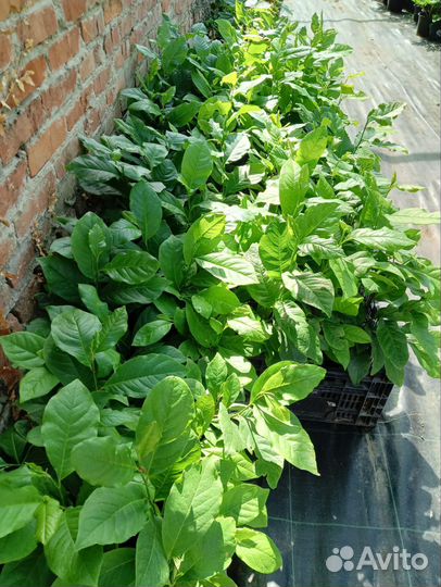 Саженцы магнолии