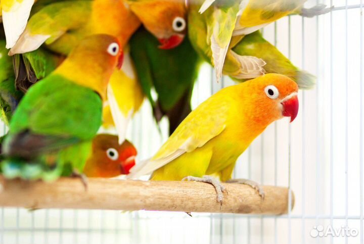 Неразлучник Фишера, Масковые птенцы