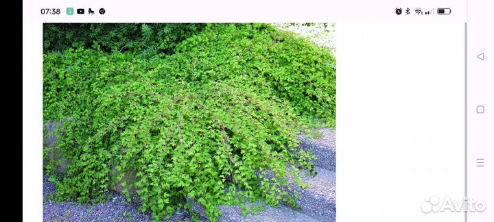 Стефанандра