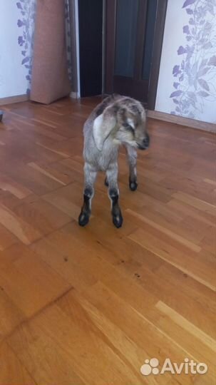 Продаются козлята