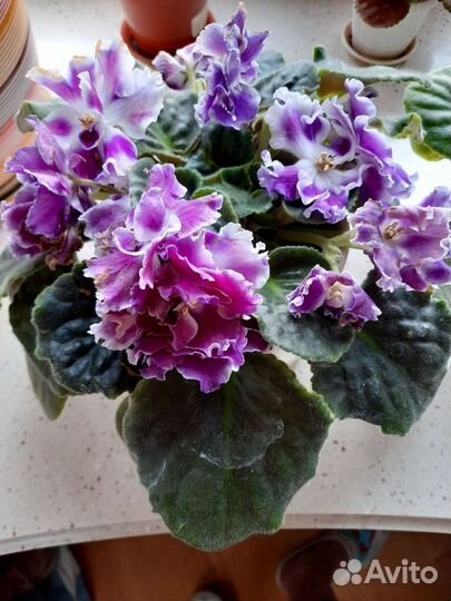 Фиалки селлекционные