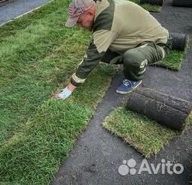 Газон рулонный