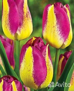 Цветы тюльпаны