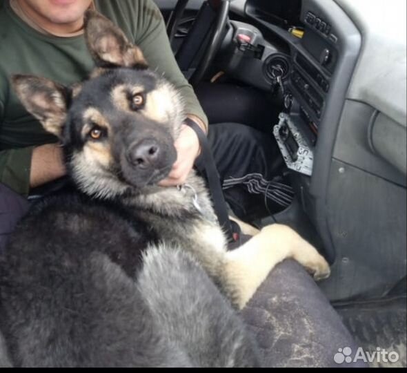 Продам немецкую Авчарку