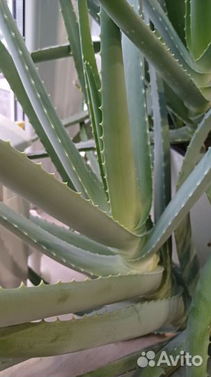 Алоэ вера лечебный