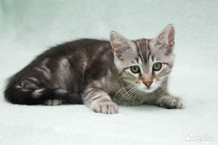 Мраморный милый котенок Пенн 3 месяца в дар