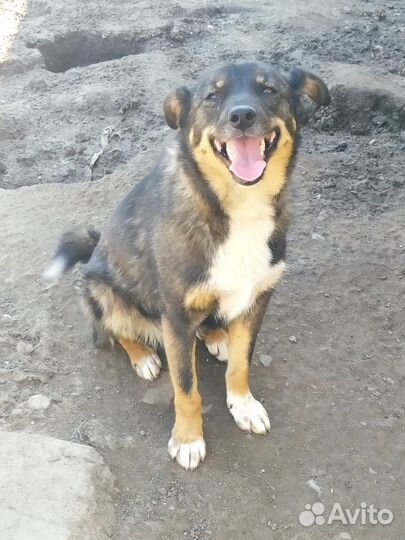 Ладушке нужен дом