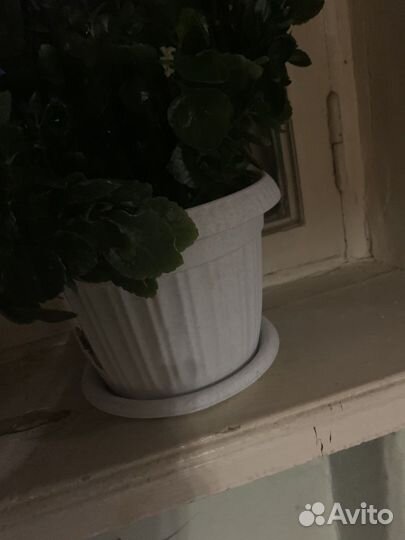 Каланхоэ белый махровый