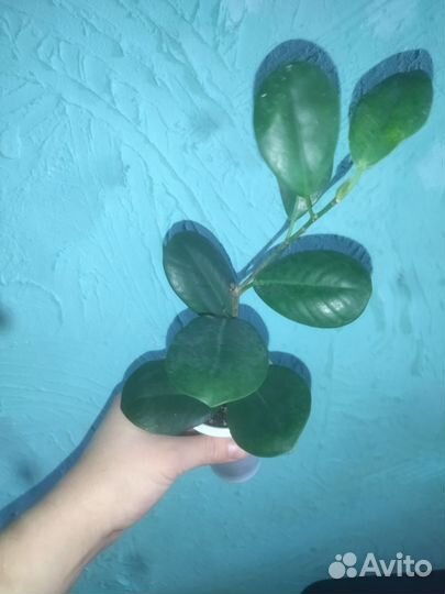 Фикус микрокарпа мокламе