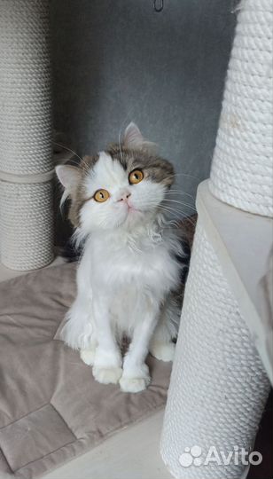 Котик хайленд страйт