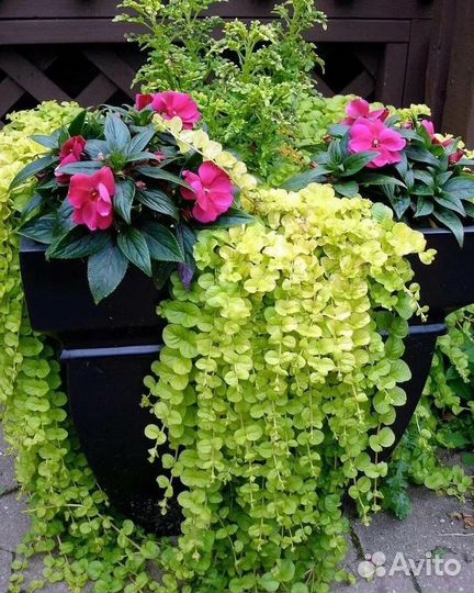 Лизимахия золотая (вербейник монетчатый)