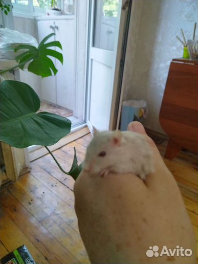 Мышь песчанка