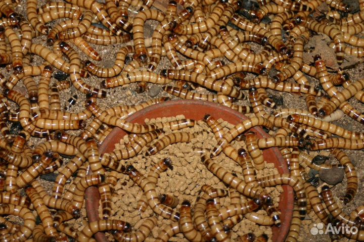 Корм для стрижей Корм для птиц