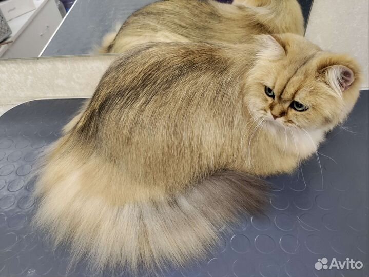 Услуги грумера для кошек в микрорайоне Парковый