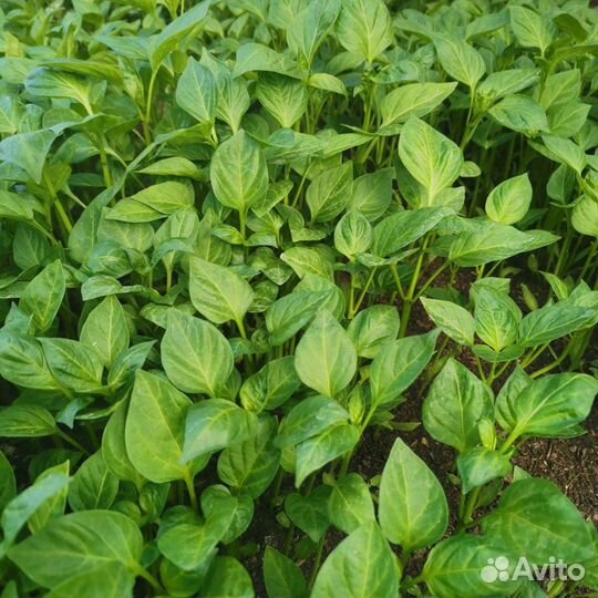 Рассада помидор, перца,капусты, низкорослые томаты