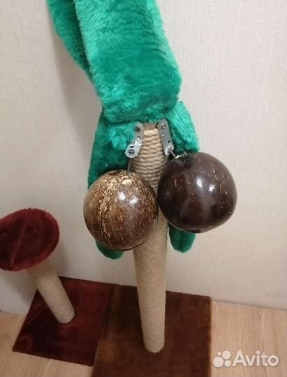 Когтеточка пальма