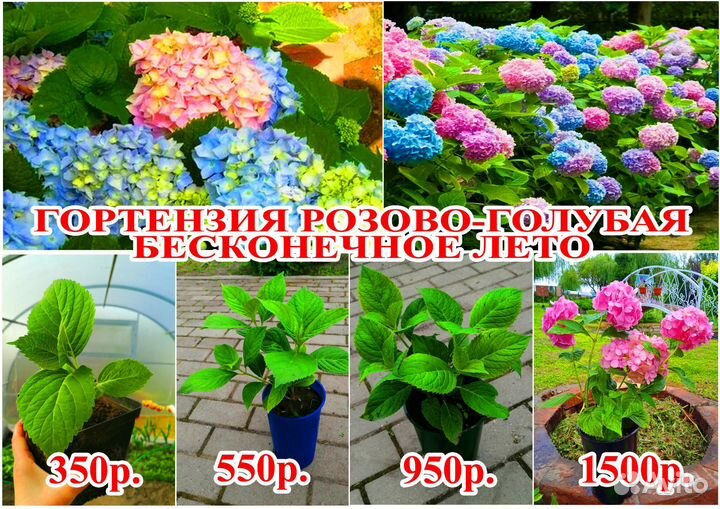 Гортензия, садовые цветы