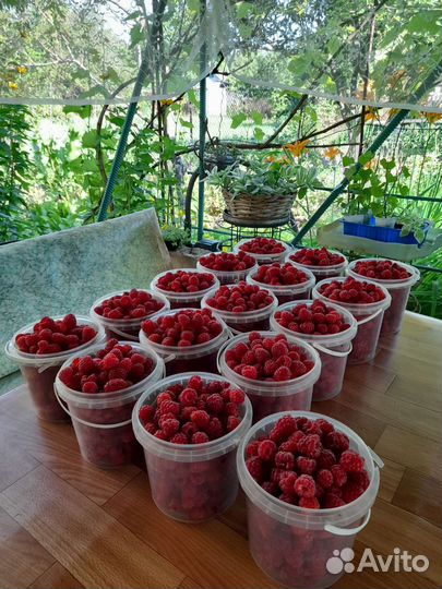 Ягода Малина