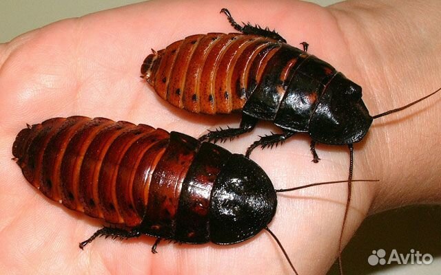 Сверчок, зофобас, таракан, мучник, муха