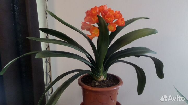 Комнатные цветы кливия