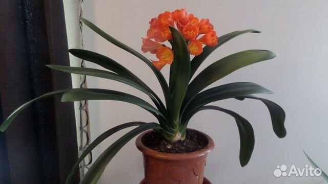 Комнатные цветы кливия