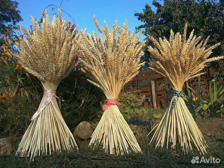 Колосья, колоски пшеницы