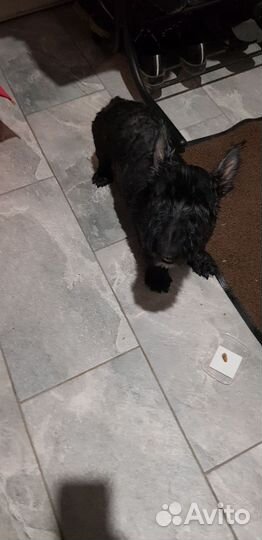 Скотч терьер