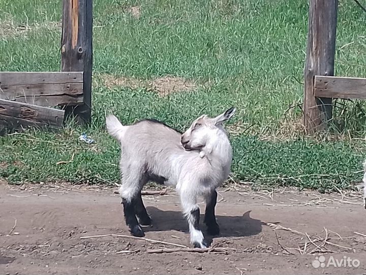 Молочная коза и два козленка