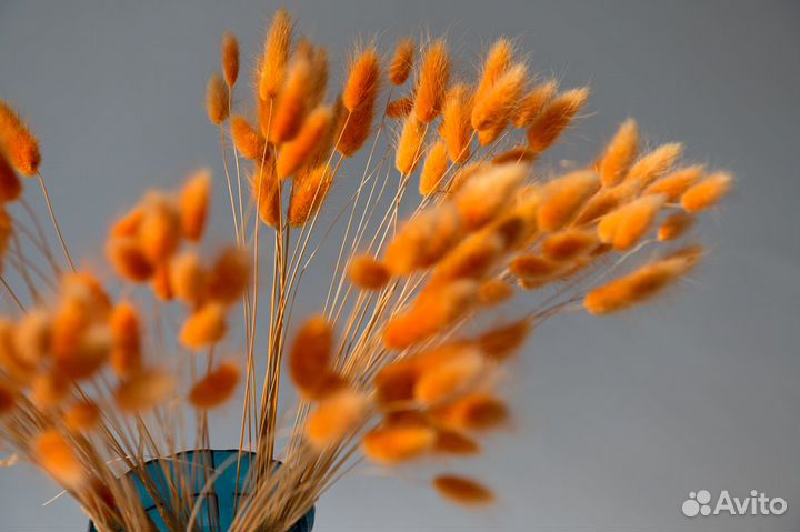 Сухоцветы лагурус