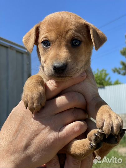 Маленькая собака